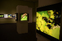 Wasp_exhibition__DSC3423